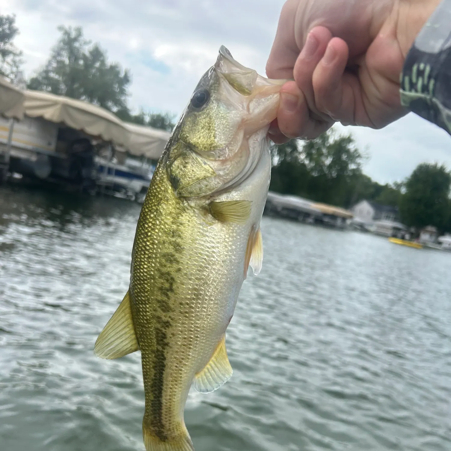 Largemouth bass caught on Fishbrain
