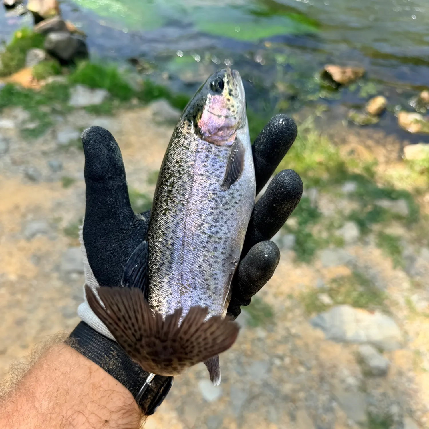 Rainbow trout caught on Fishbrain