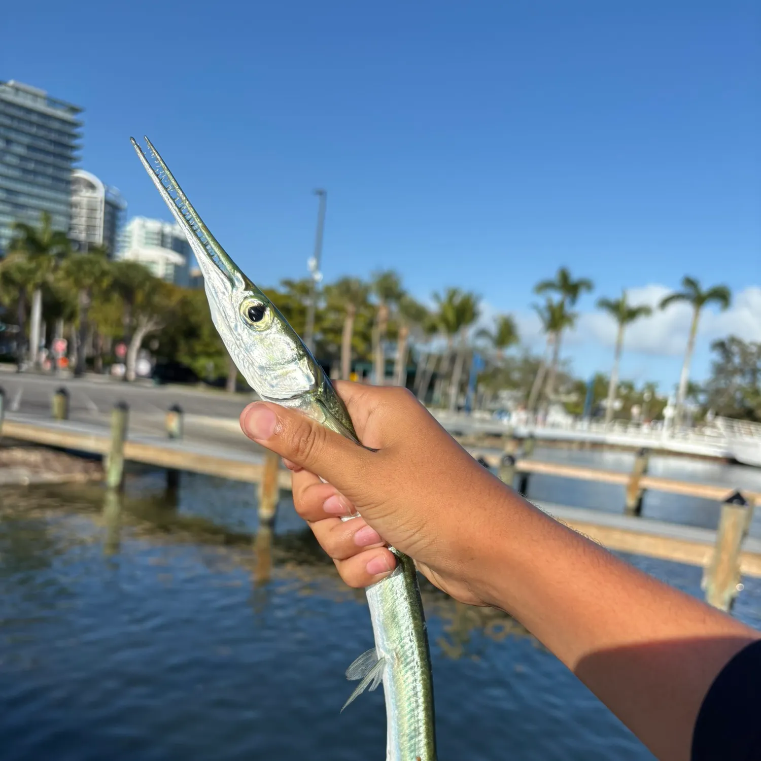 The most recent Hound needlefish catches on Fishbrain