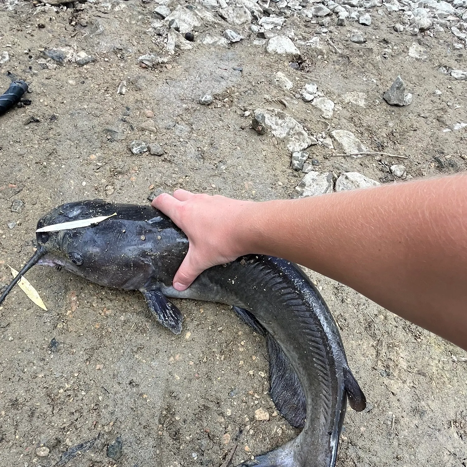 Channel catfish caught on Fishbrain