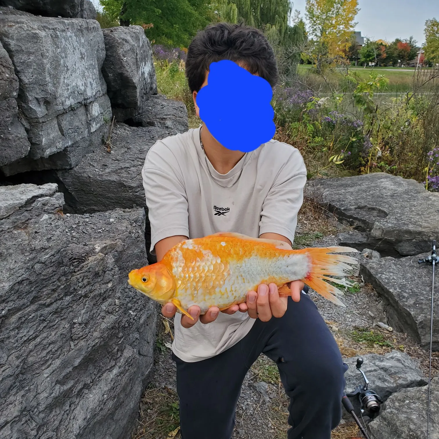 Koi carp caught on Fishbrain