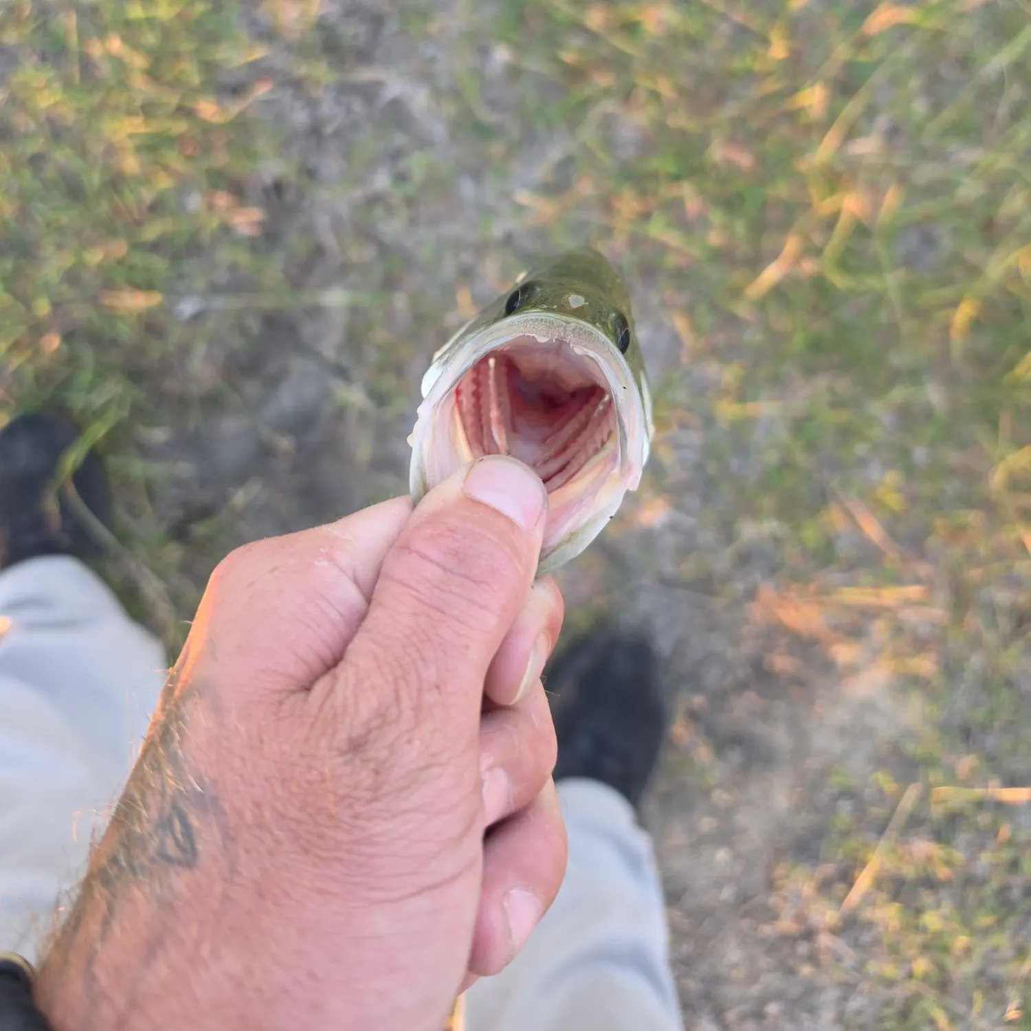 catch