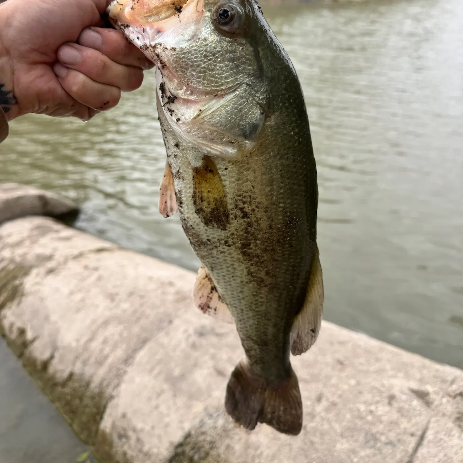 Largemouth bass caught on Fishbrain