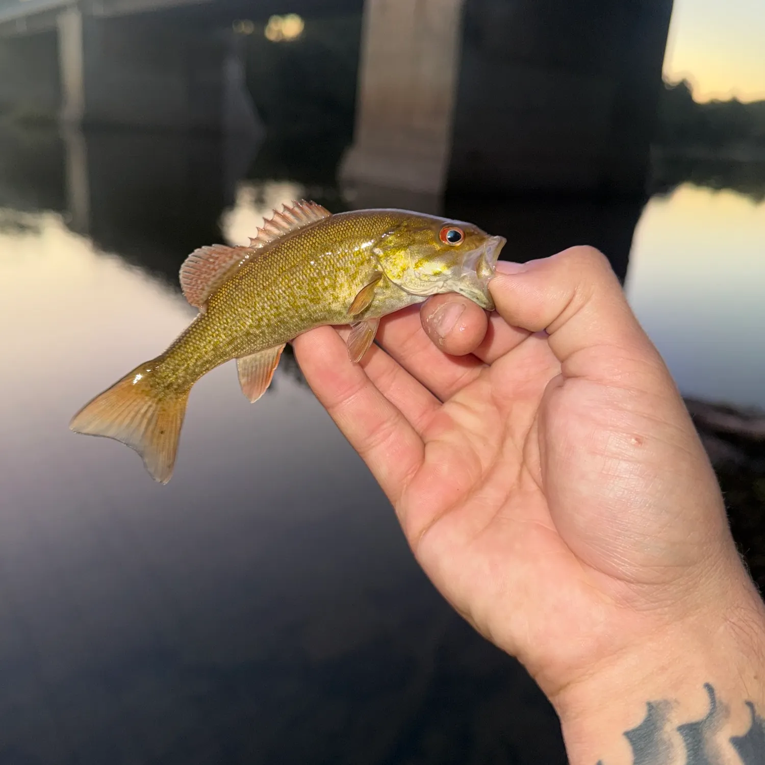 Smallmouth bass caught on Fishbrain