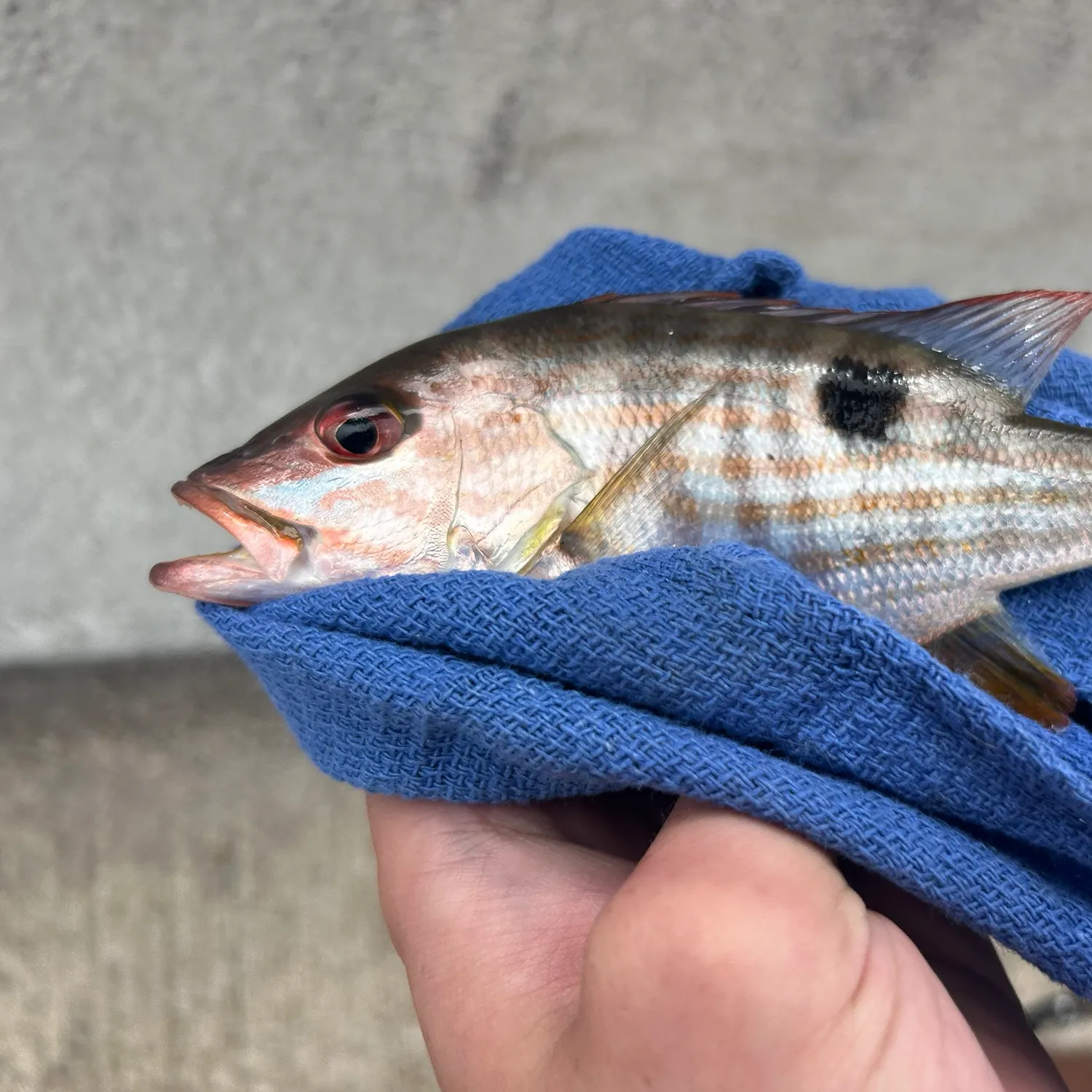 The most recent Lane snapper catches on Fishbrain
