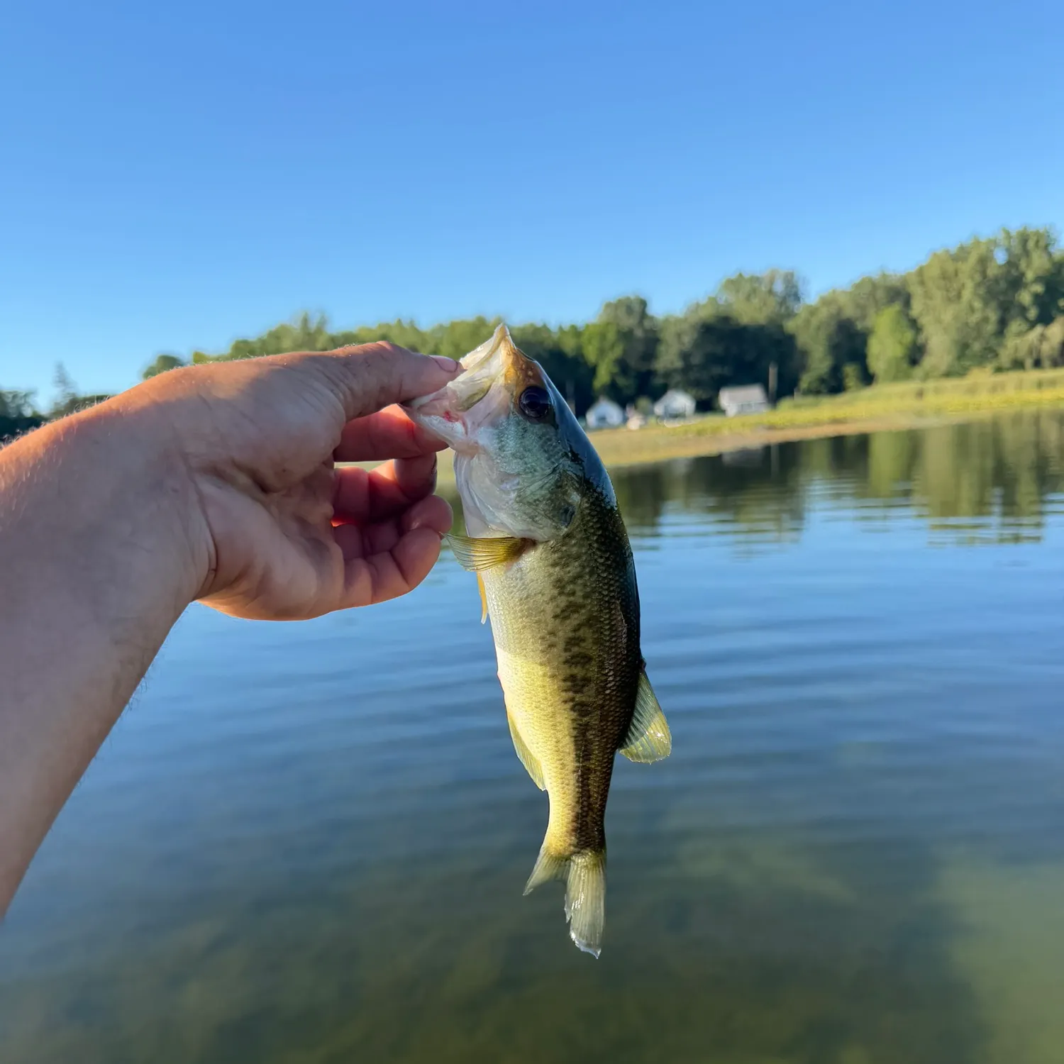 Largemouth bass caught on Fishbrain