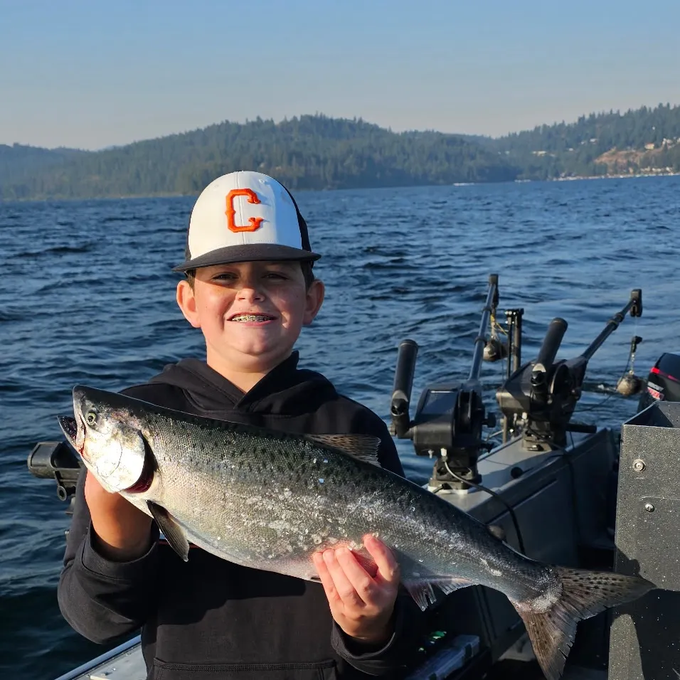 Chinook salmon caught on Fishbrain