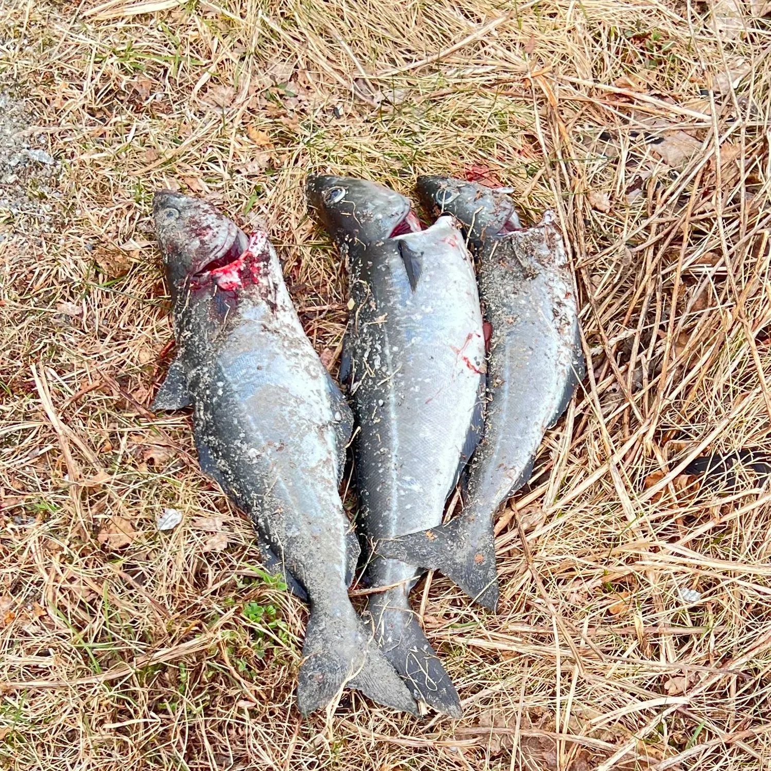 The most recent Atlantic pollock catches on Fishbrain