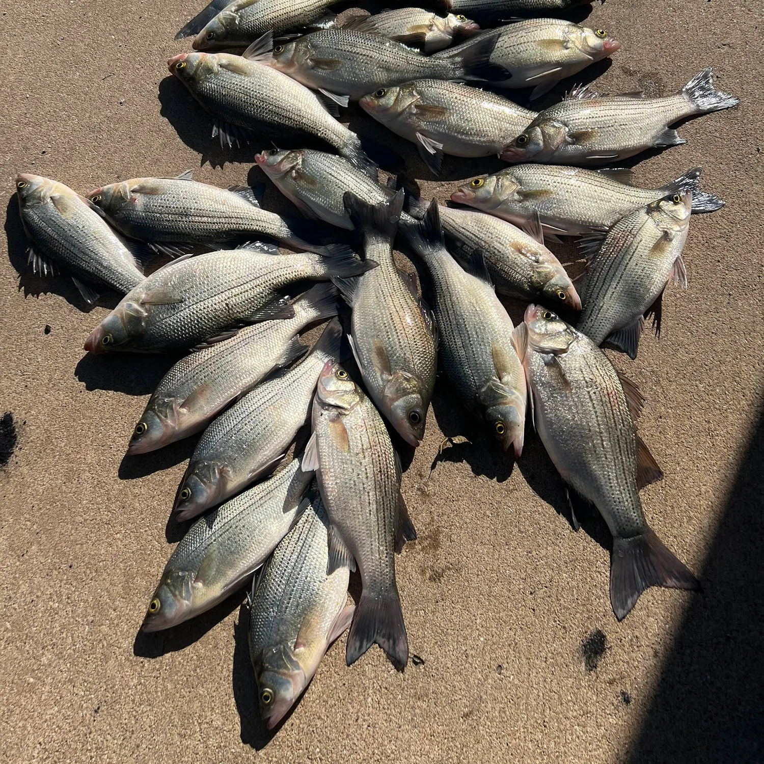 recently logged catches