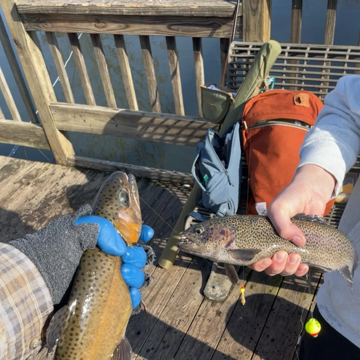 recently logged catches