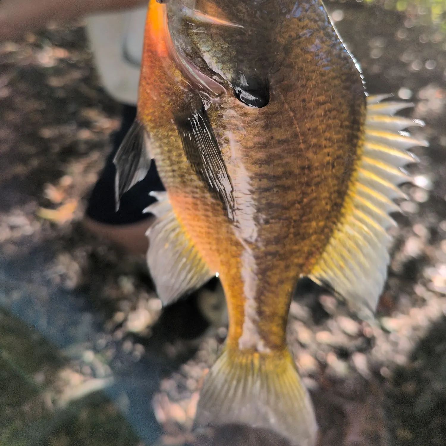 Bluegill caught on Fishbrain