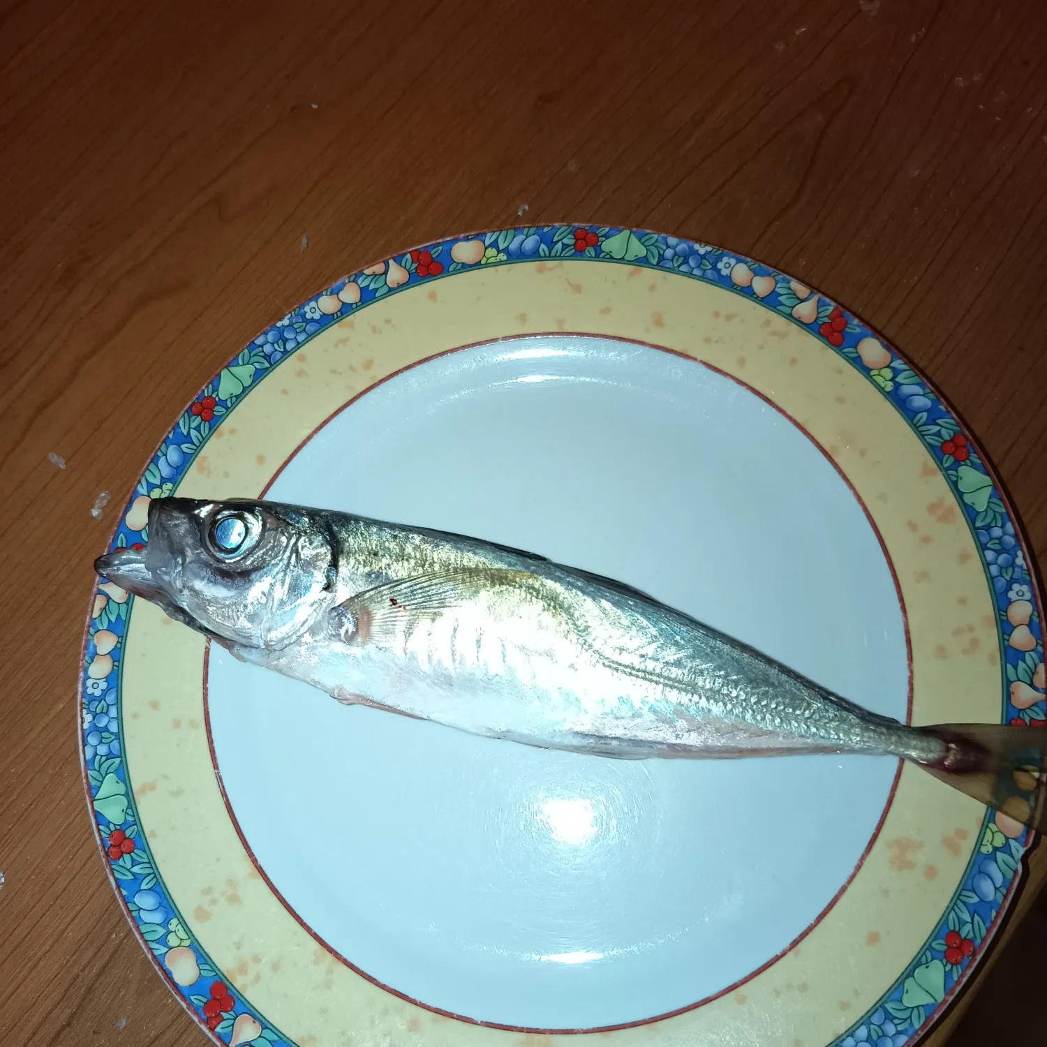 The most recent Mediterranean horse mackerel catches on Fishbrain