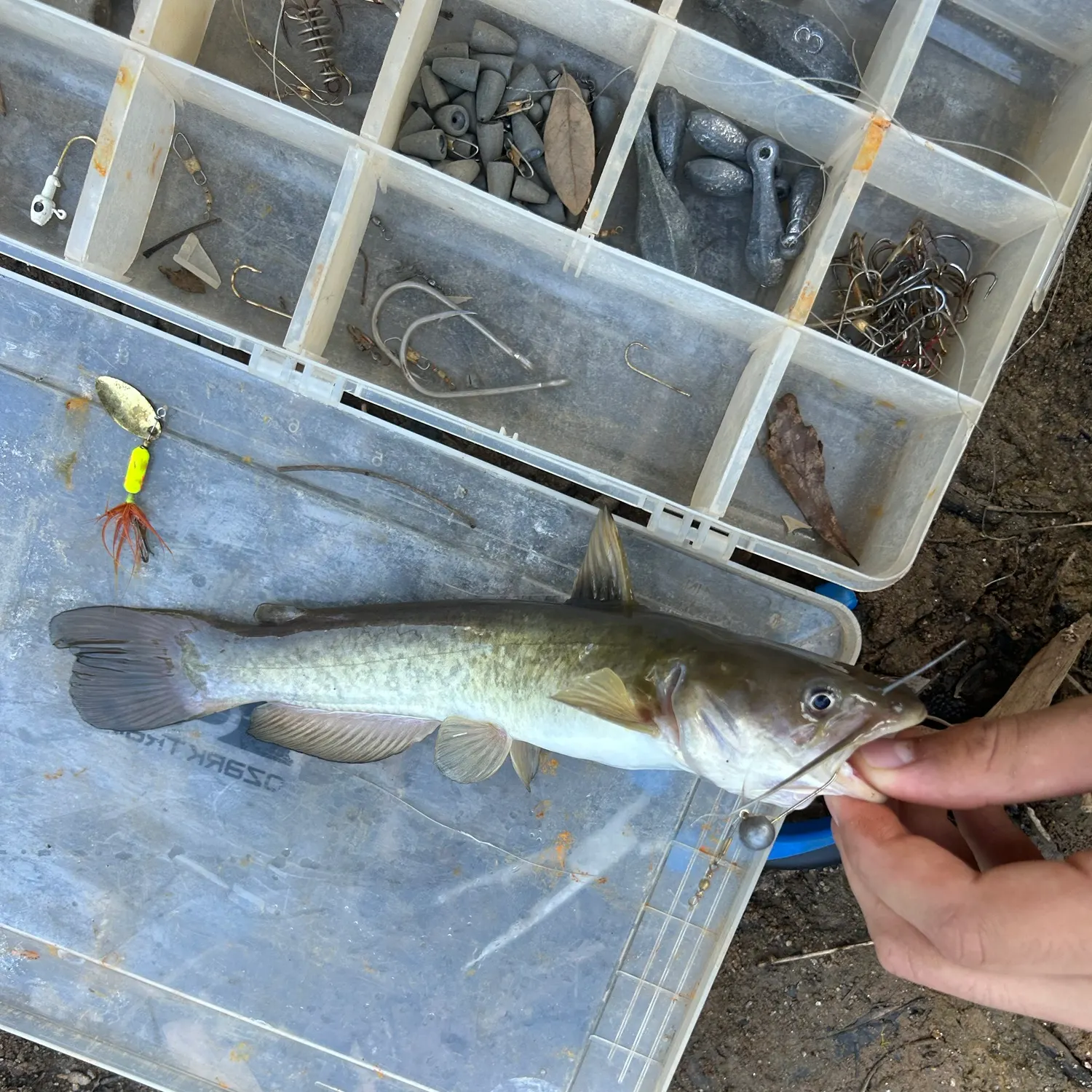 Brown bullhead caught on Fishbrain