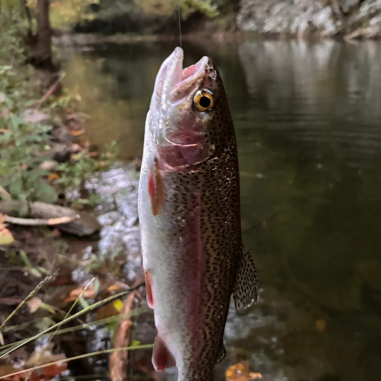 Rainbow trout caught on Fishbrain