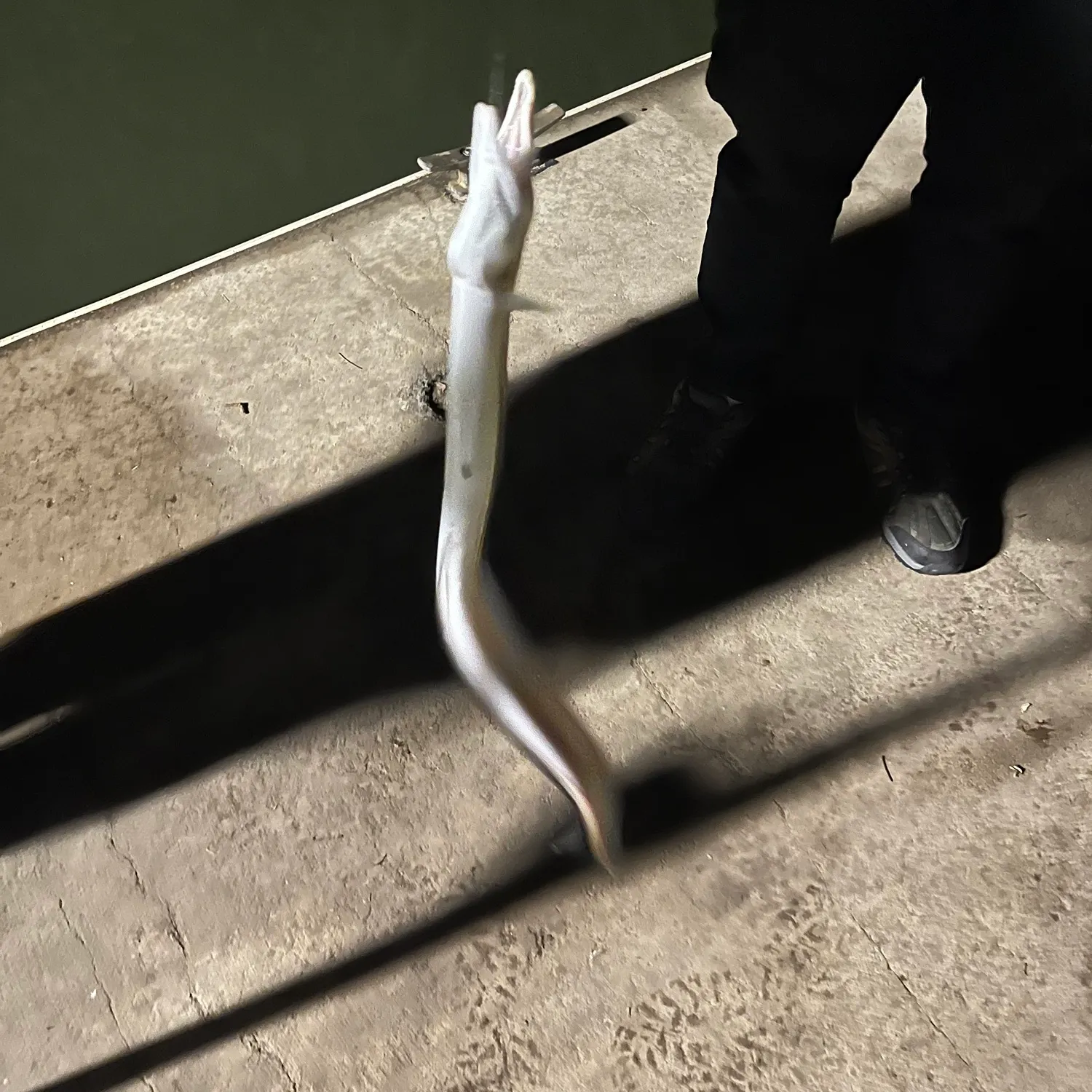 The most recent Common pike conger catches on Fishbrain