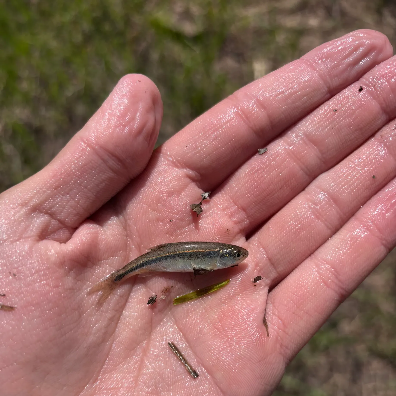 The most recent Redside shiner catches on Fishbrain