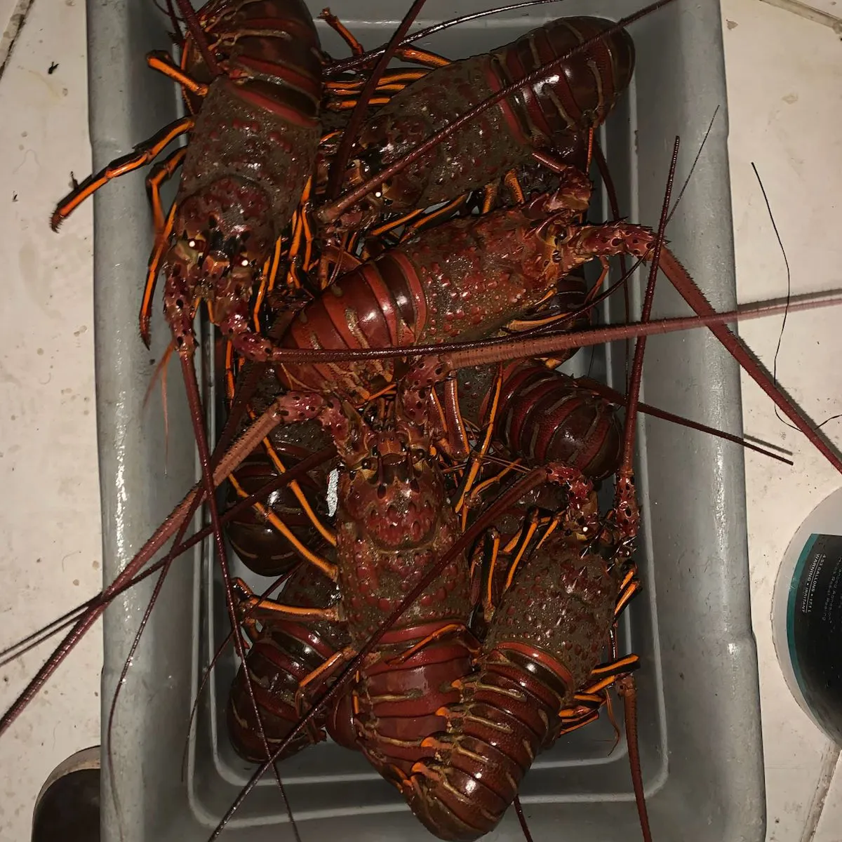 The most recent California spiny lobster catches on Fishbrain