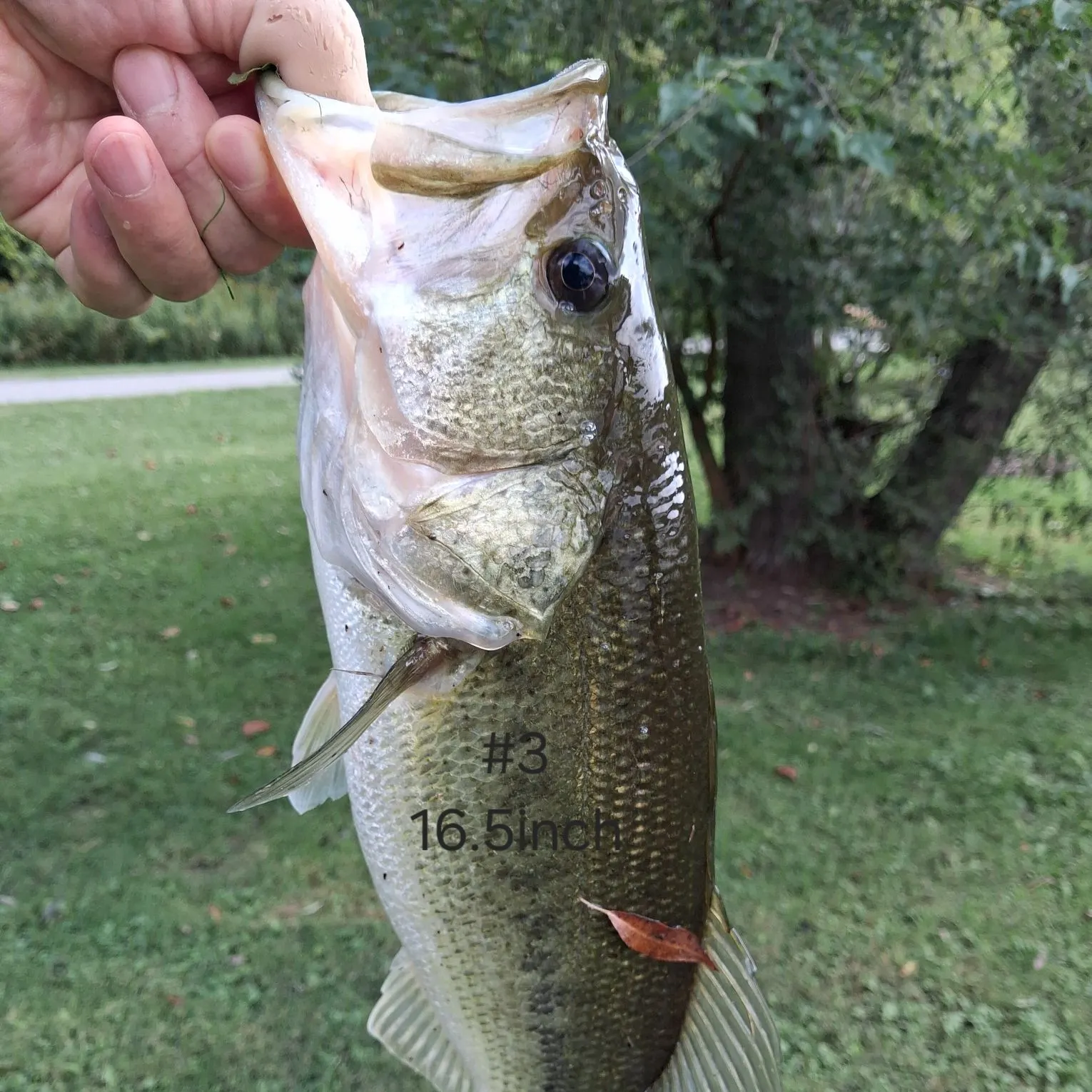 Largemouth bass caught on Fishbrain