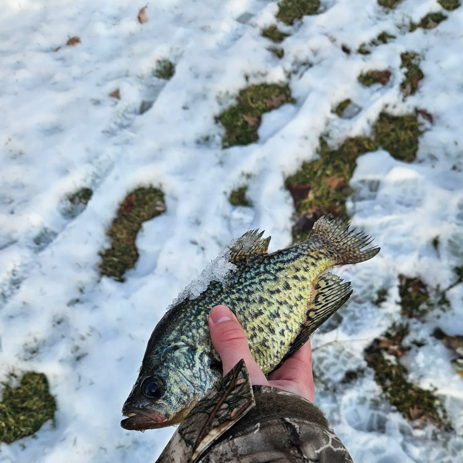 The most recent Black crappie catches on Fishbrain