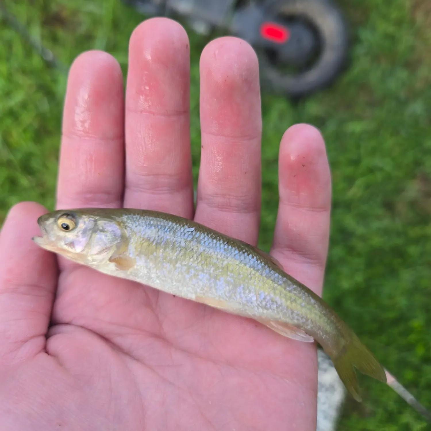 Striped shiner caught on Fishbrain