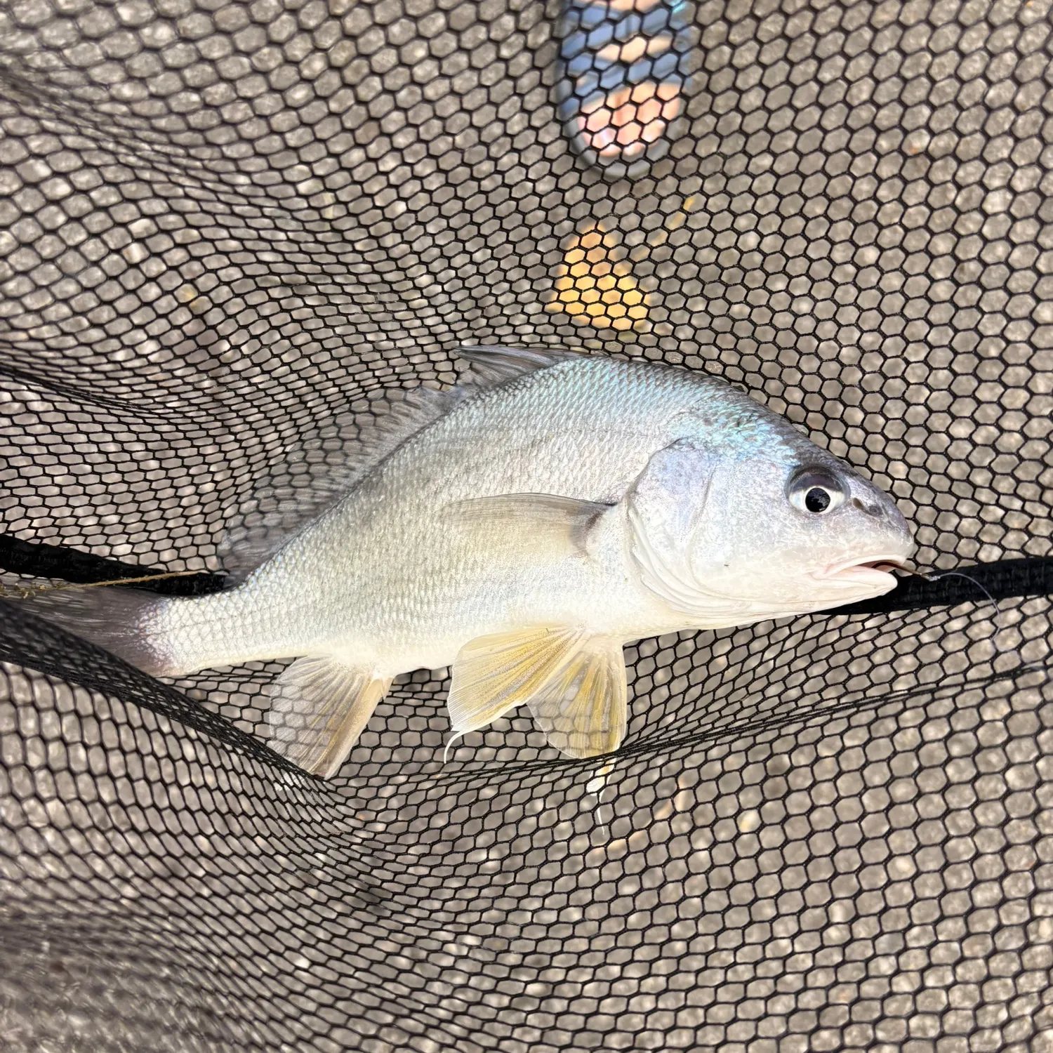Freshwater drum caught on Fishbrain