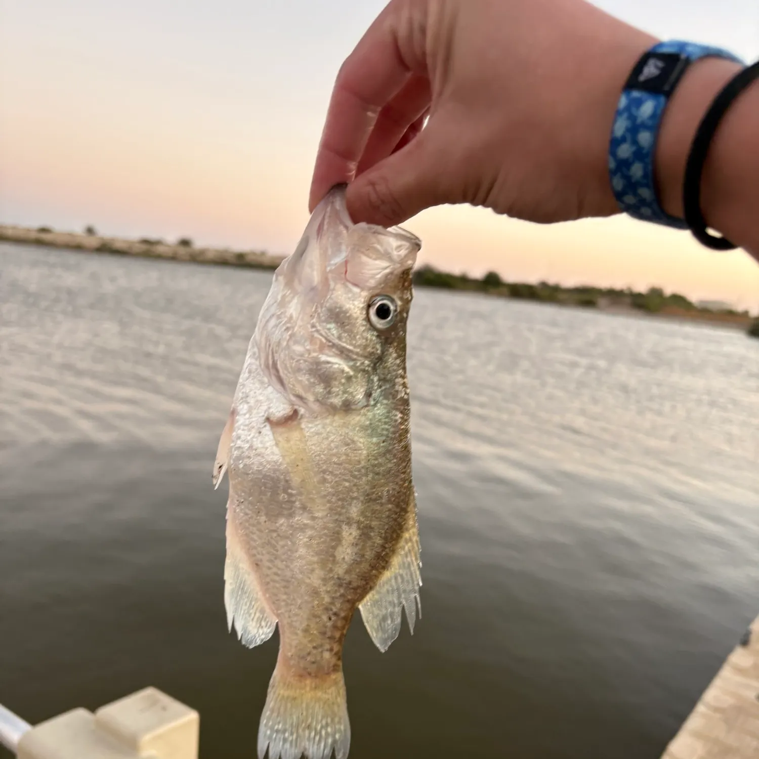 White crappie caught on Fishbrain