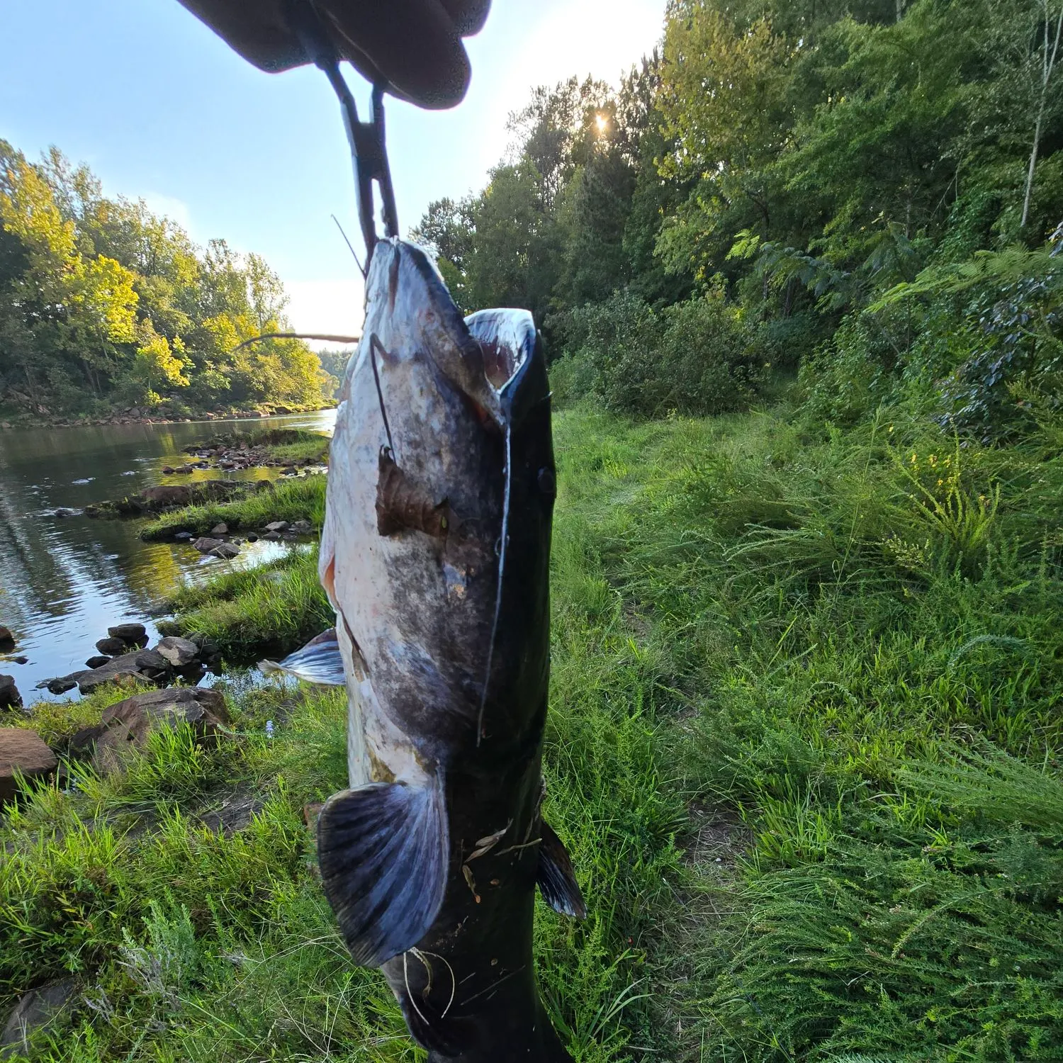 Black bullhead caught on Fishbrain