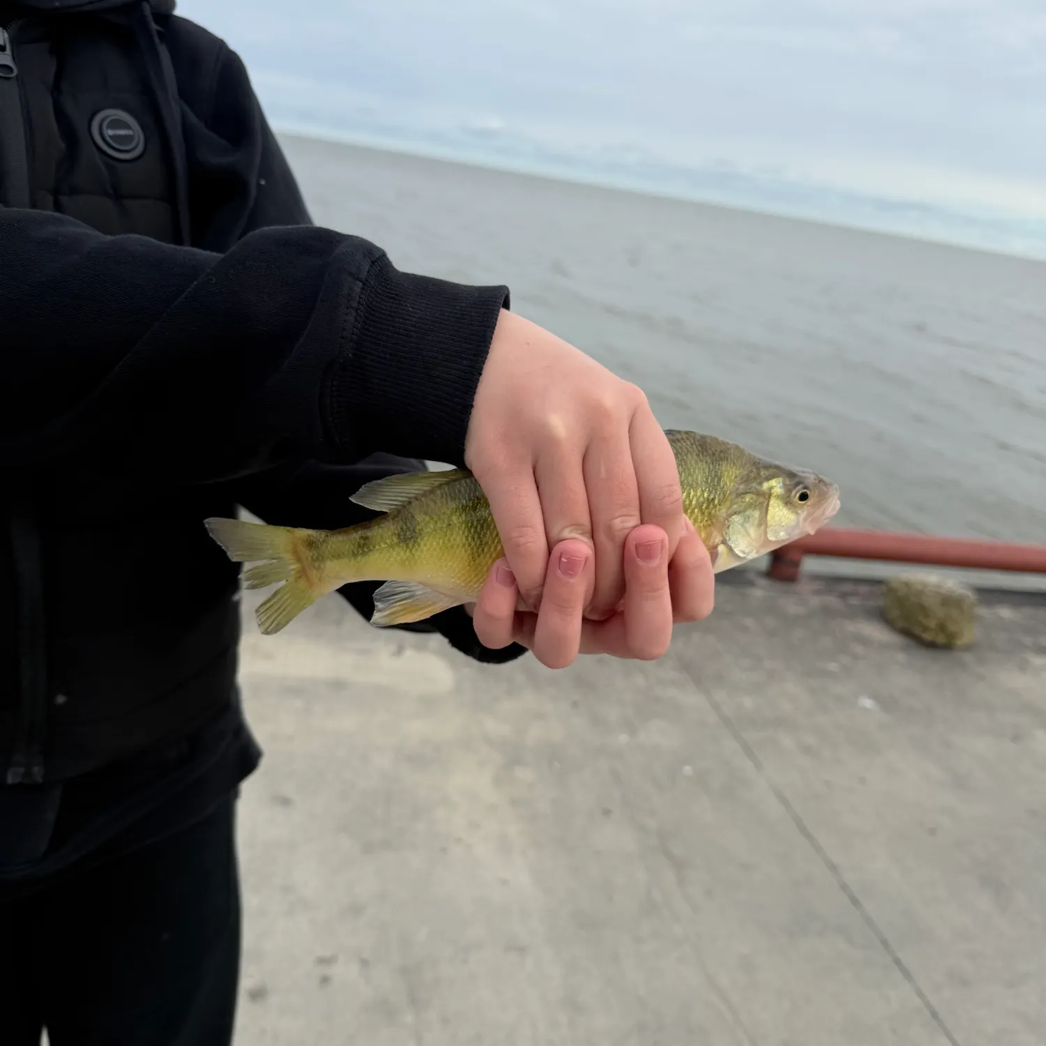 Yellow perch caught on Fishbrain