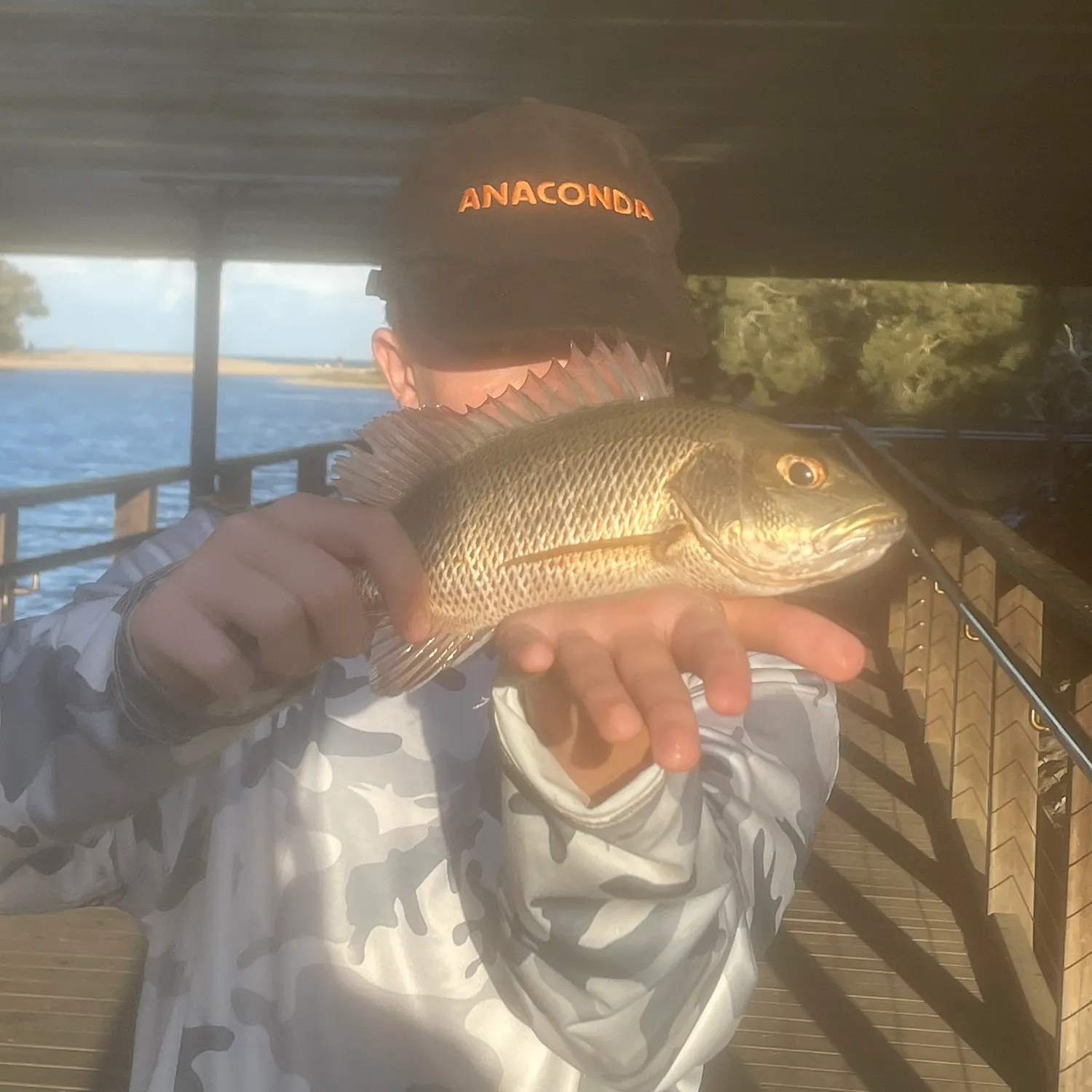 Mangrove red snapper caught on Fishbrain