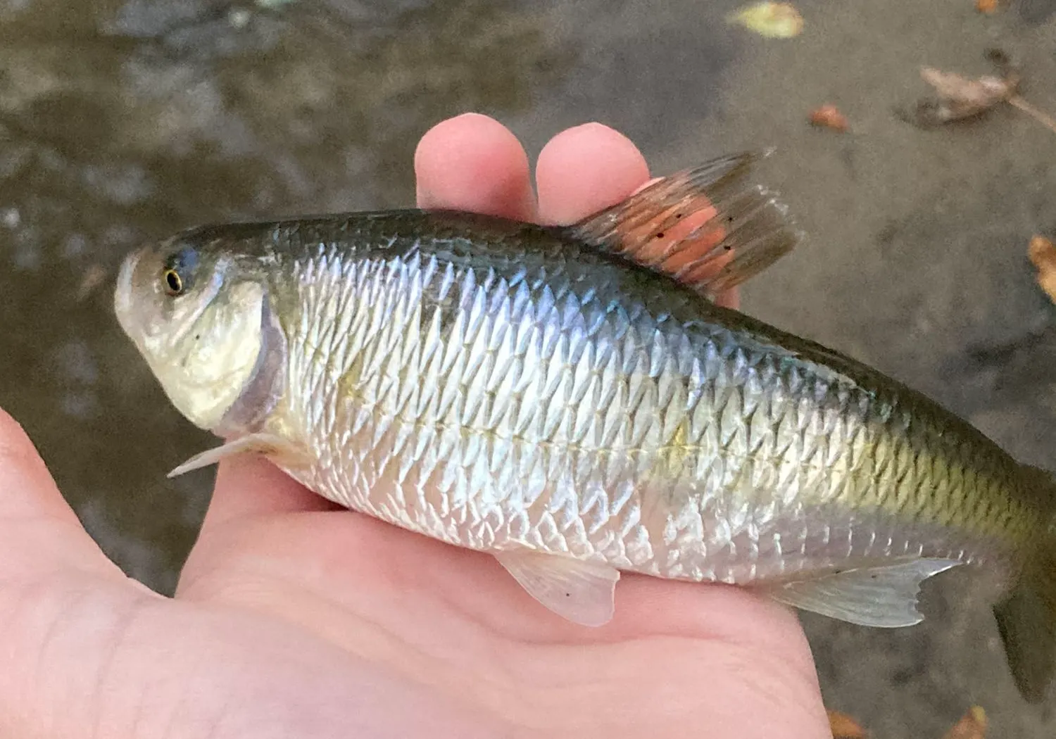 European chub