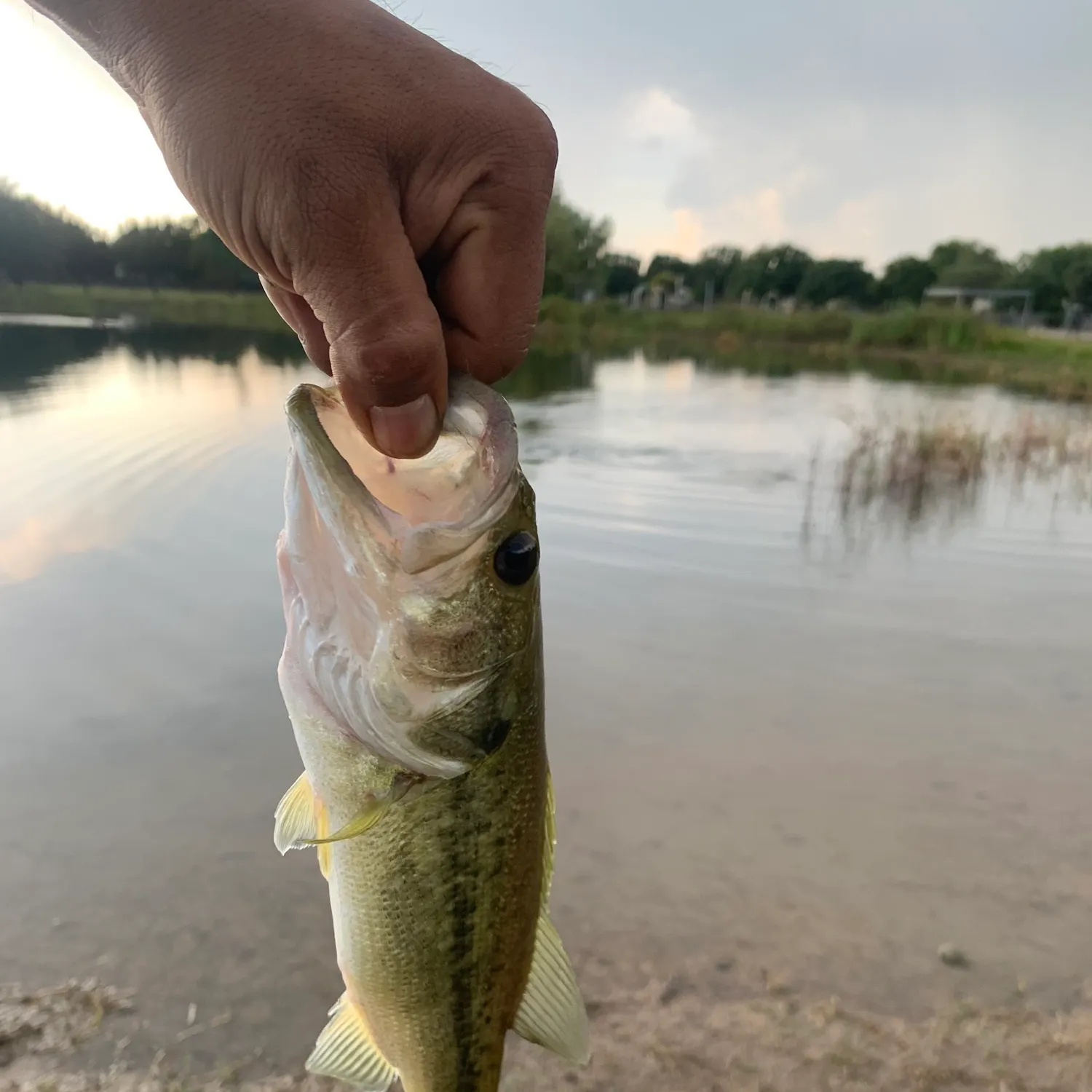 Spotted bass caught on Fishbrain