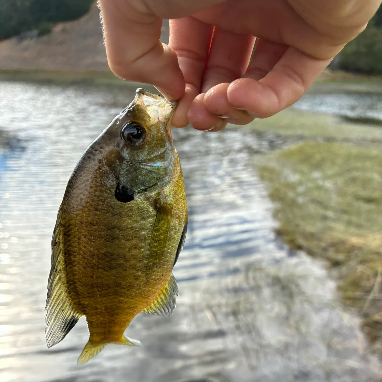 Bluegill caught on Fishbrain