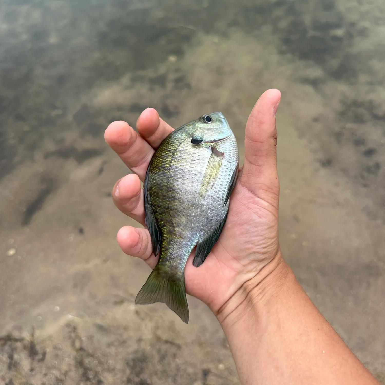 Bluegill caught on Fishbrain