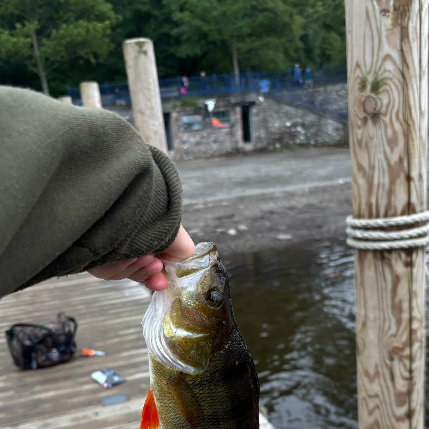 European perch caught on Fishbrain