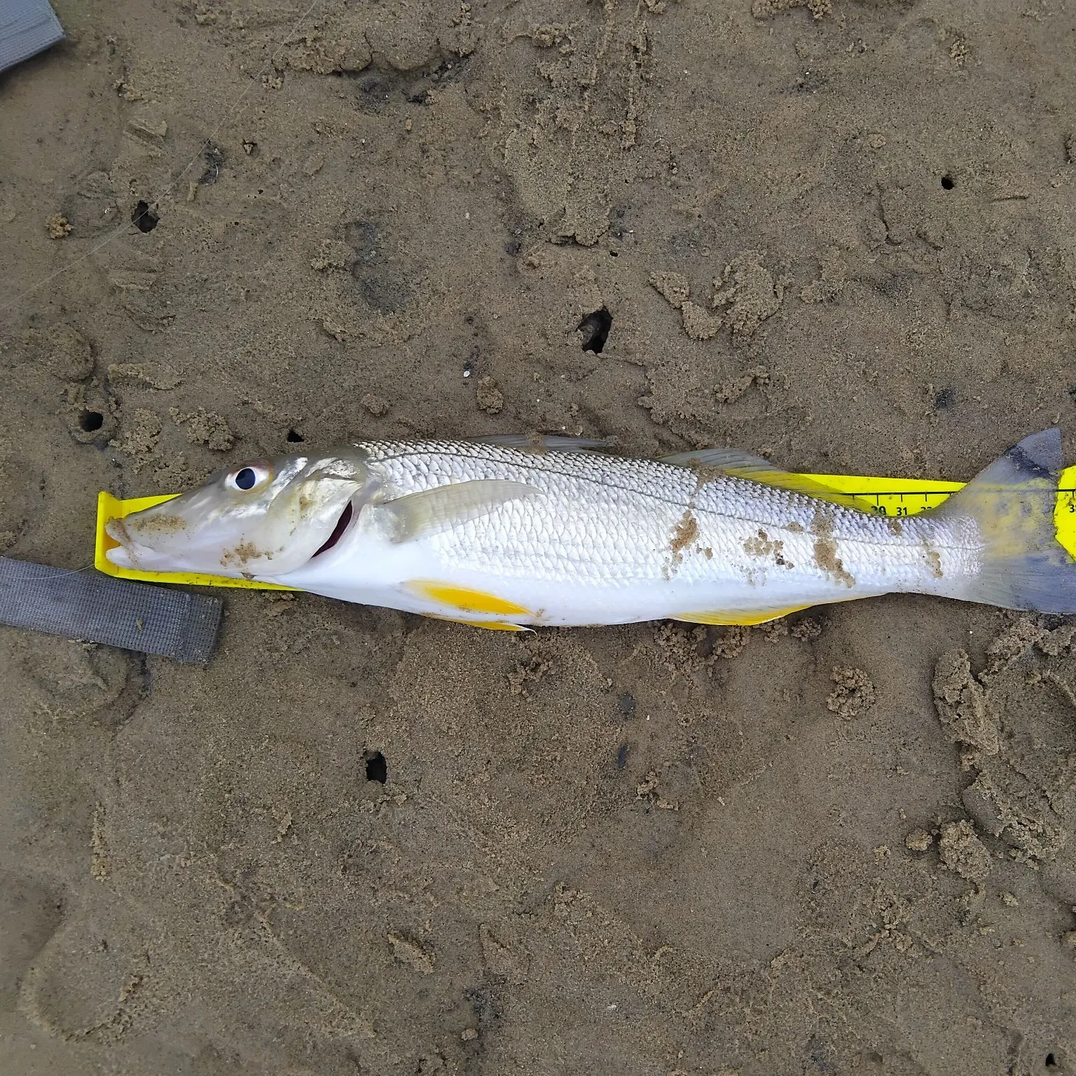 The most recent Sand sillago catches on Fishbrain