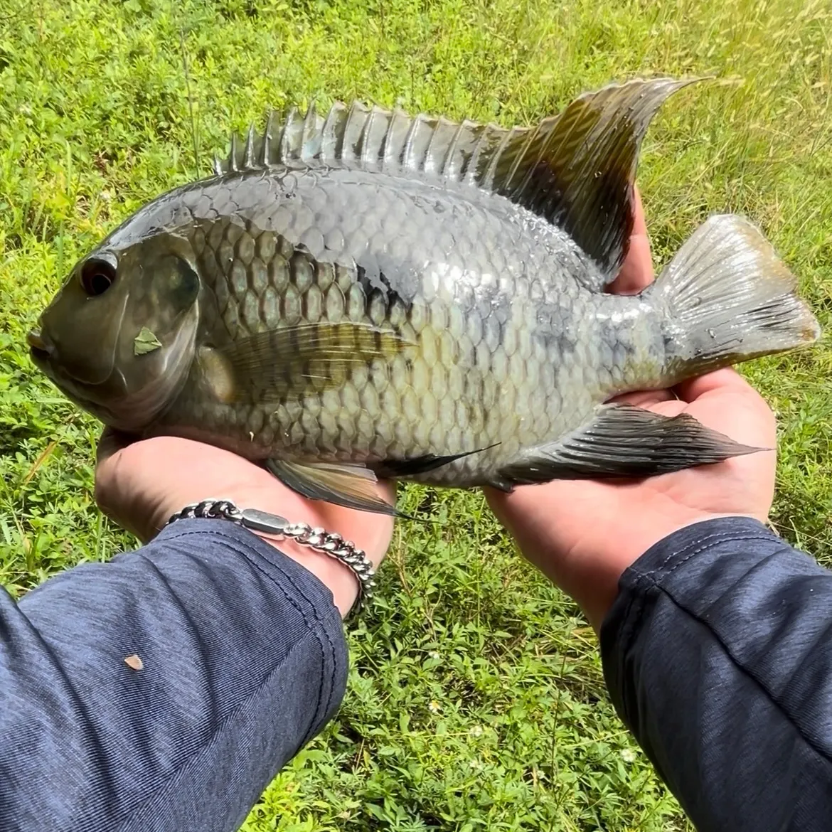 The most recent Spotted tilapia catches on Fishbrain