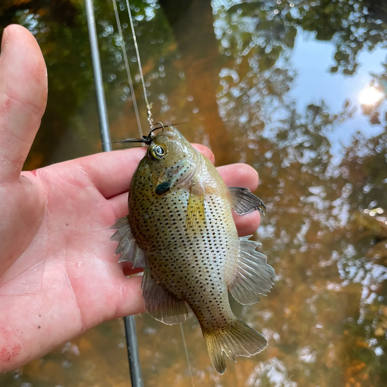 most liked catch image