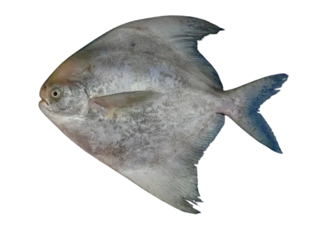 Chinese silver pomfret