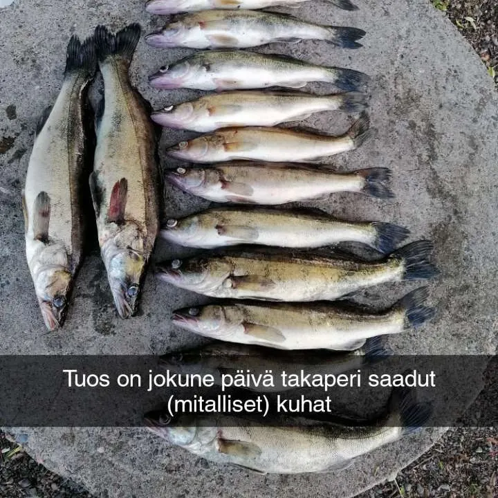 recently logged catches