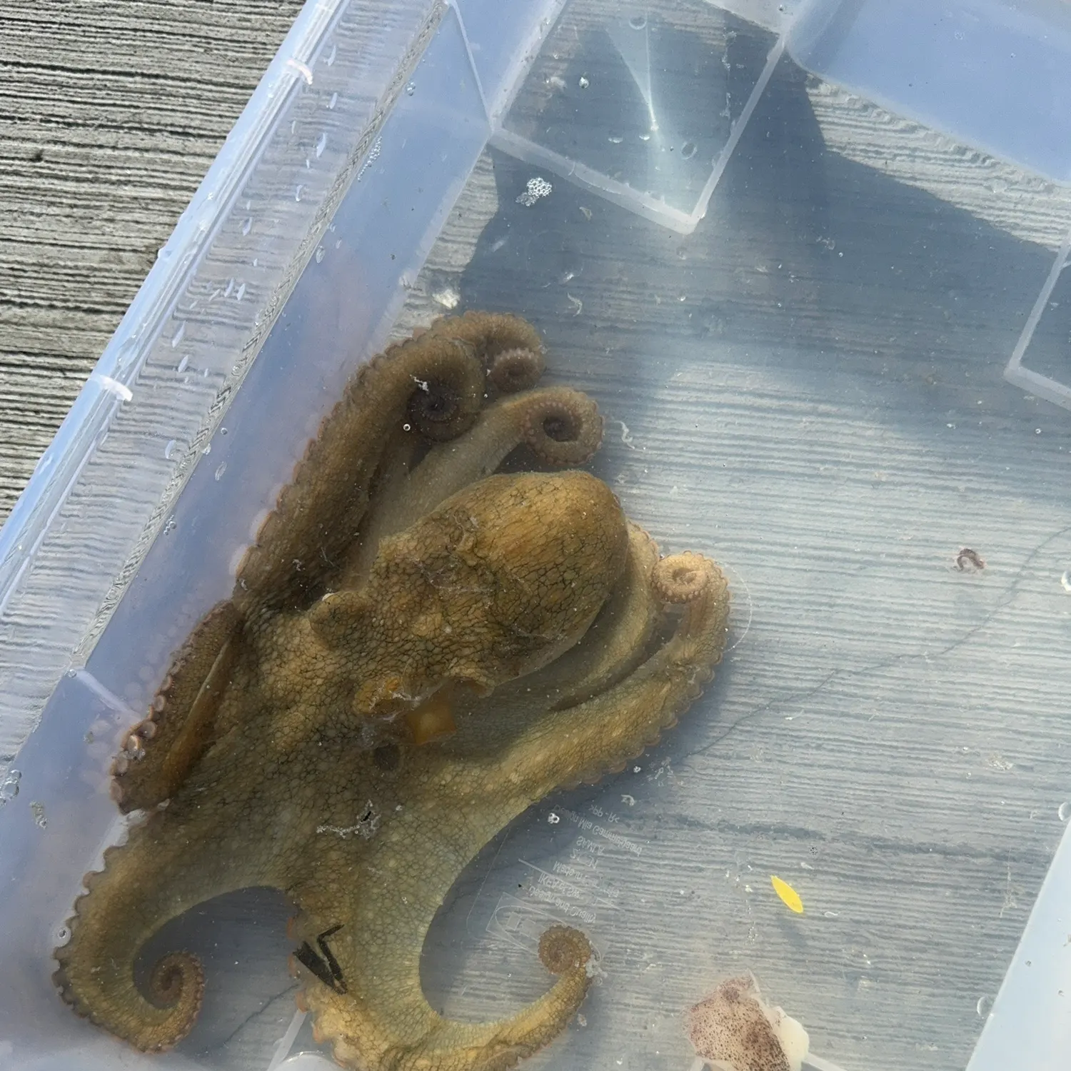 The most recent Hammer octopus catches on Fishbrain