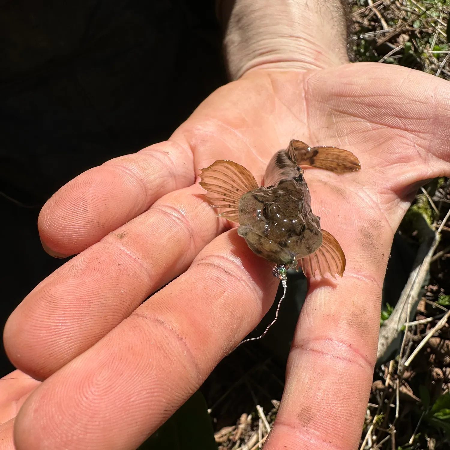 The most recent Mottled sculpin catches on Fishbrain