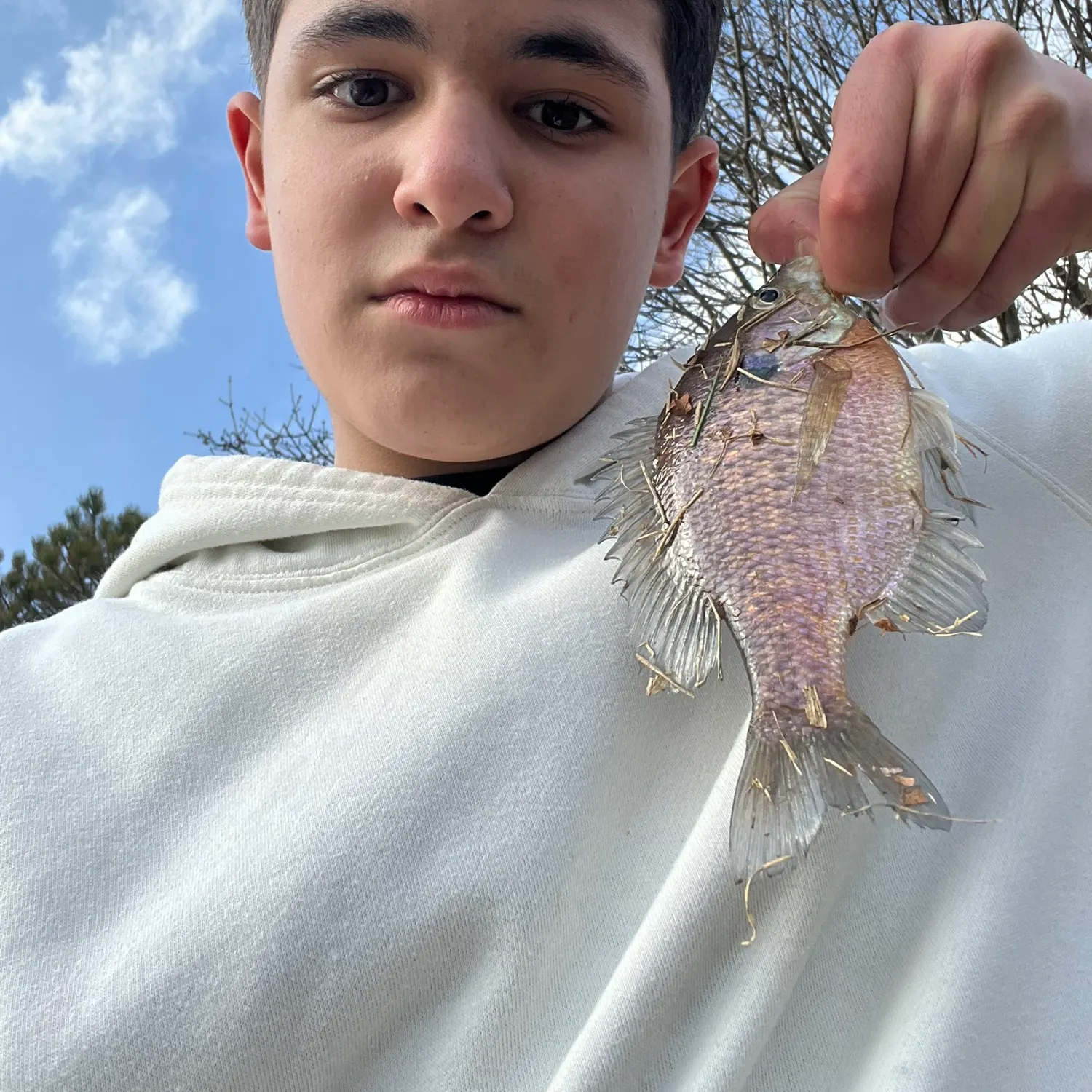 The most recent Bluegill x longear sunfish catches on Fishbrain