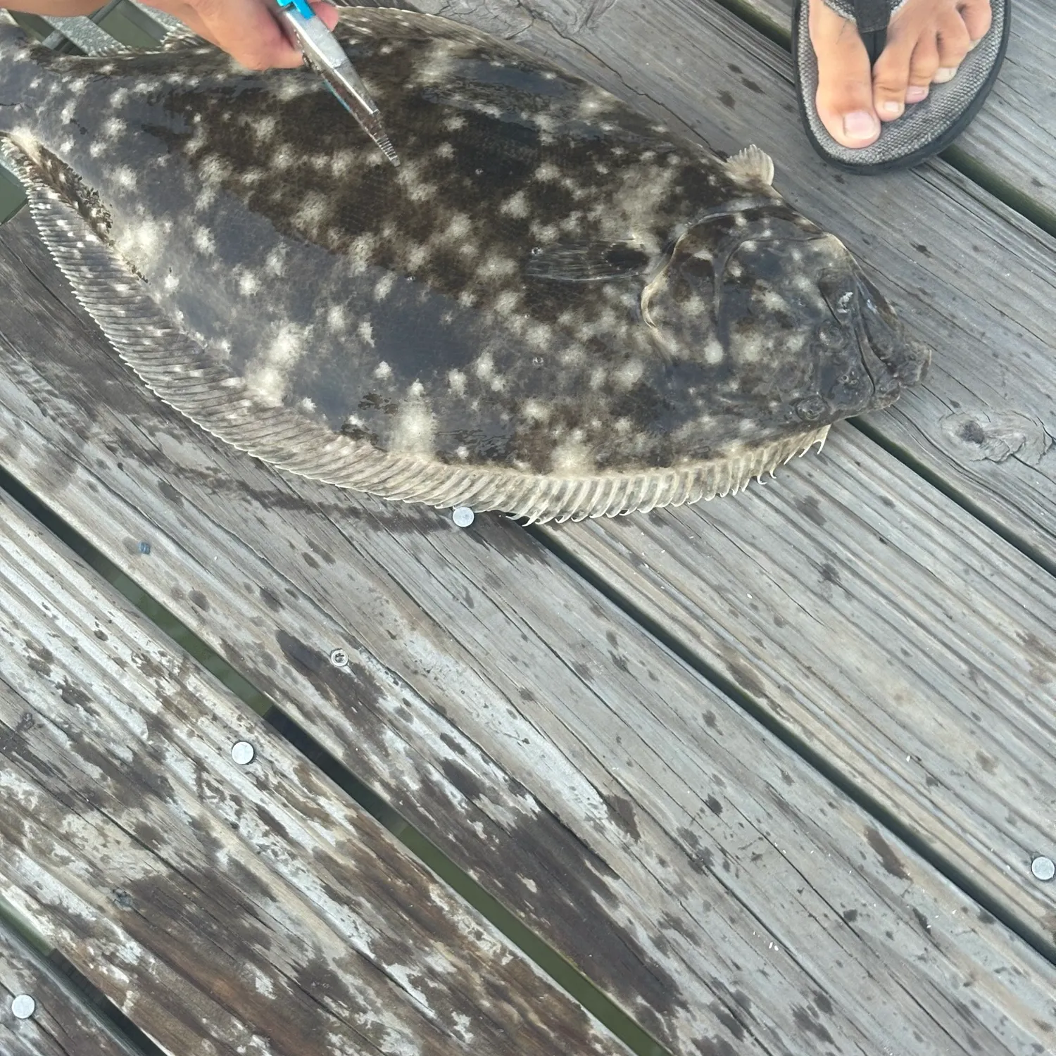 The most recent Southern flounder catches on Fishbrain