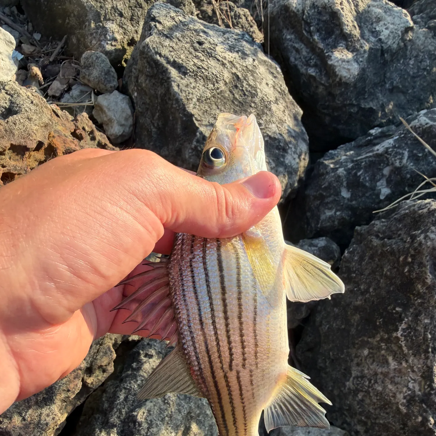 Yellow bass caught on Fishbrain