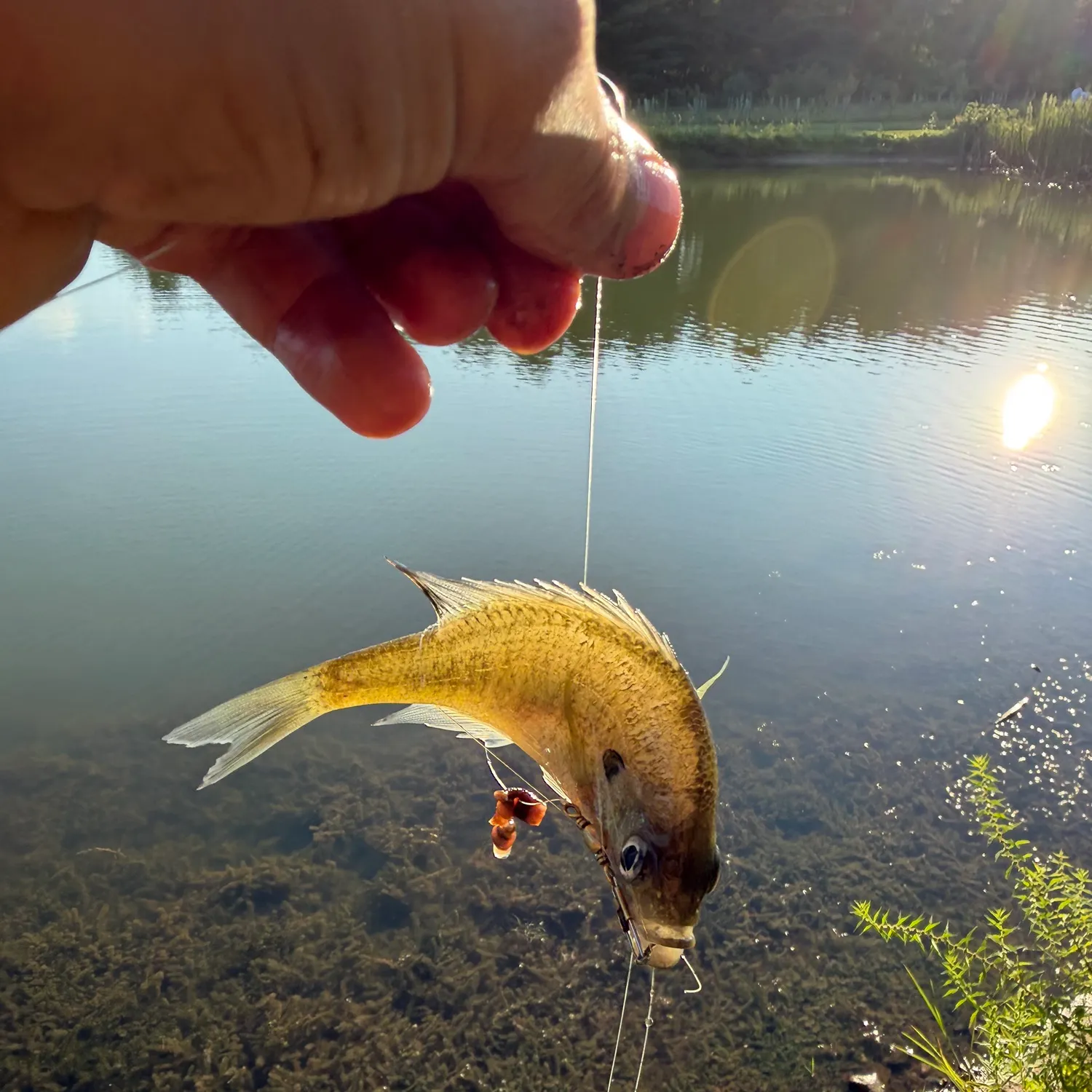 Bluegill caught on Fishbrain