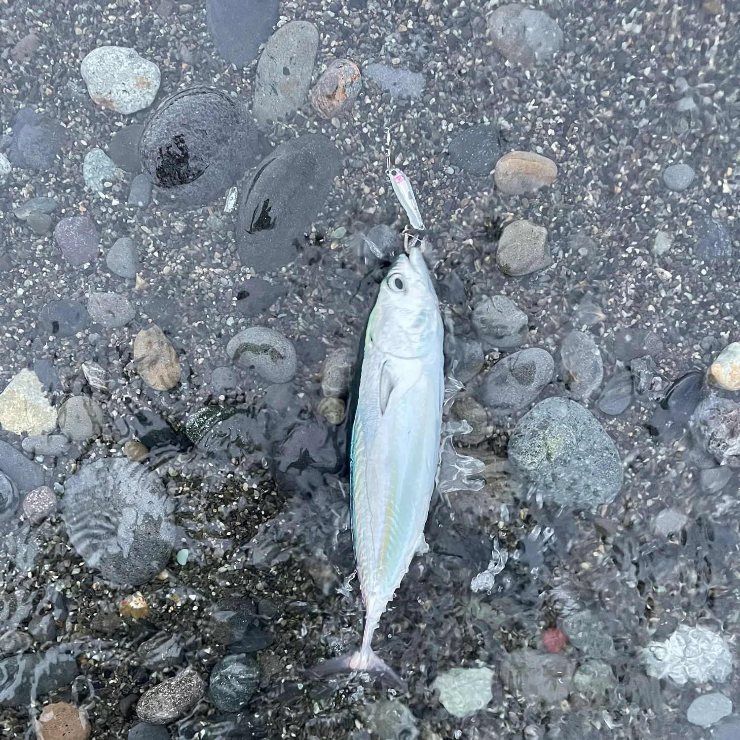The most recent Frigate tuna catches on Fishbrain