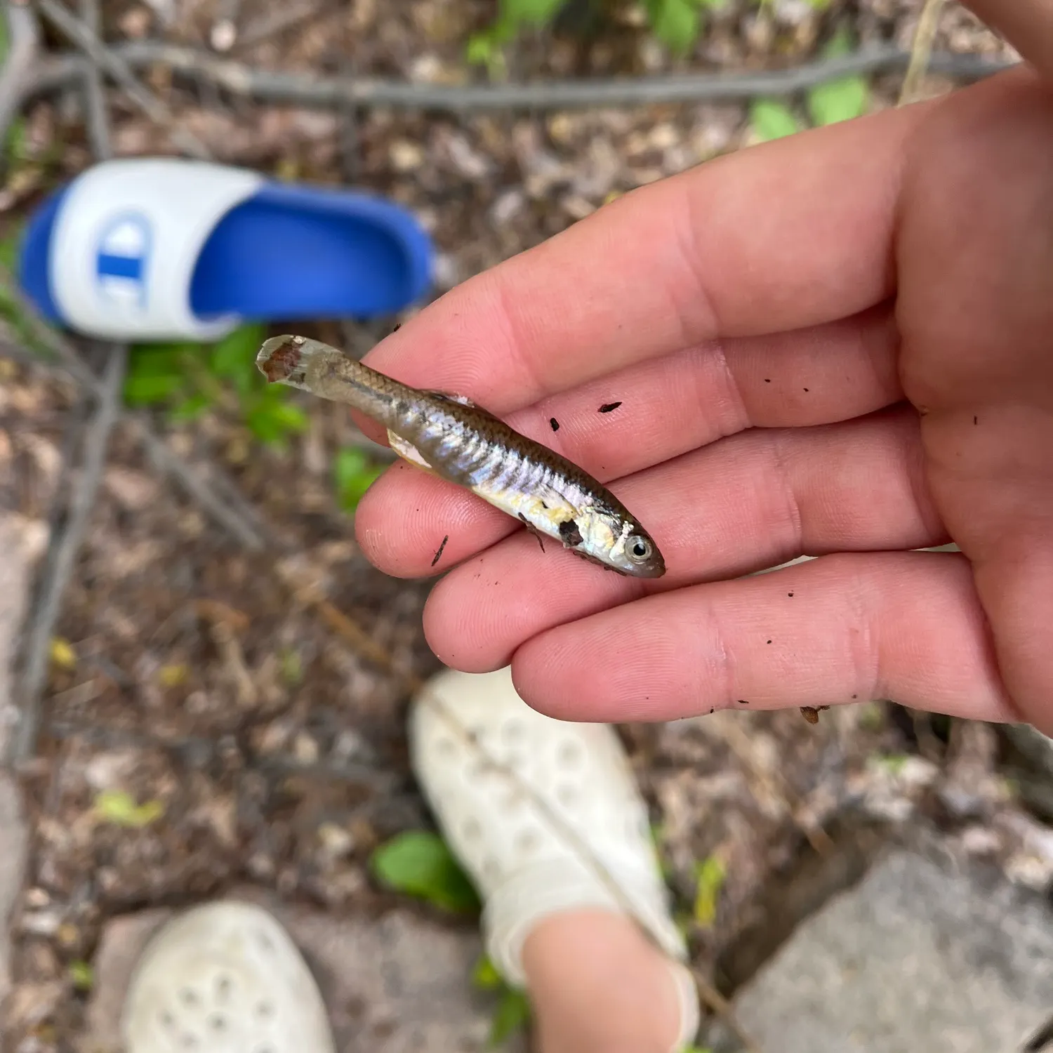 The most recent Banded killifish catches on Fishbrain