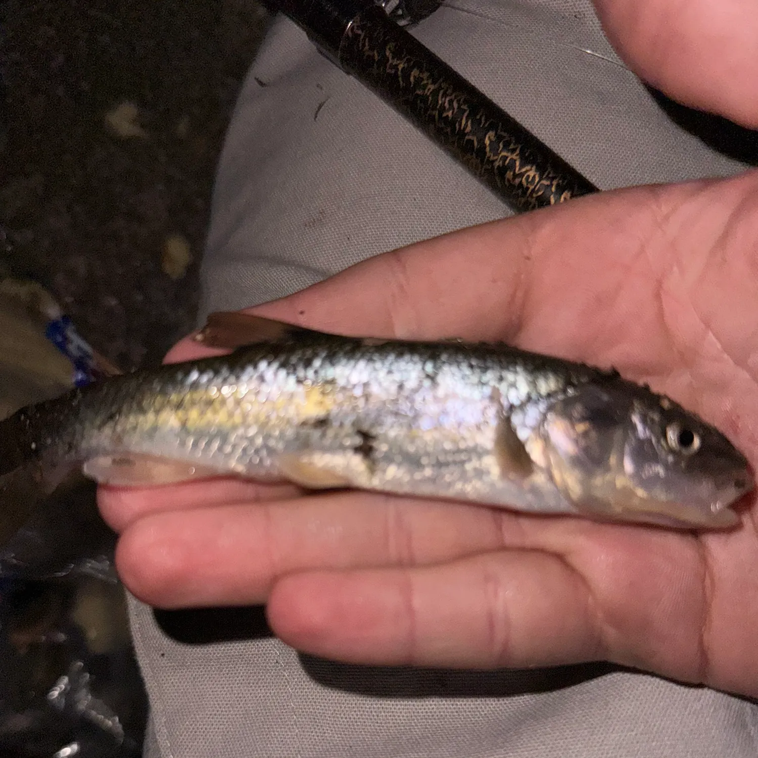Round whitefish caught on Fishbrain