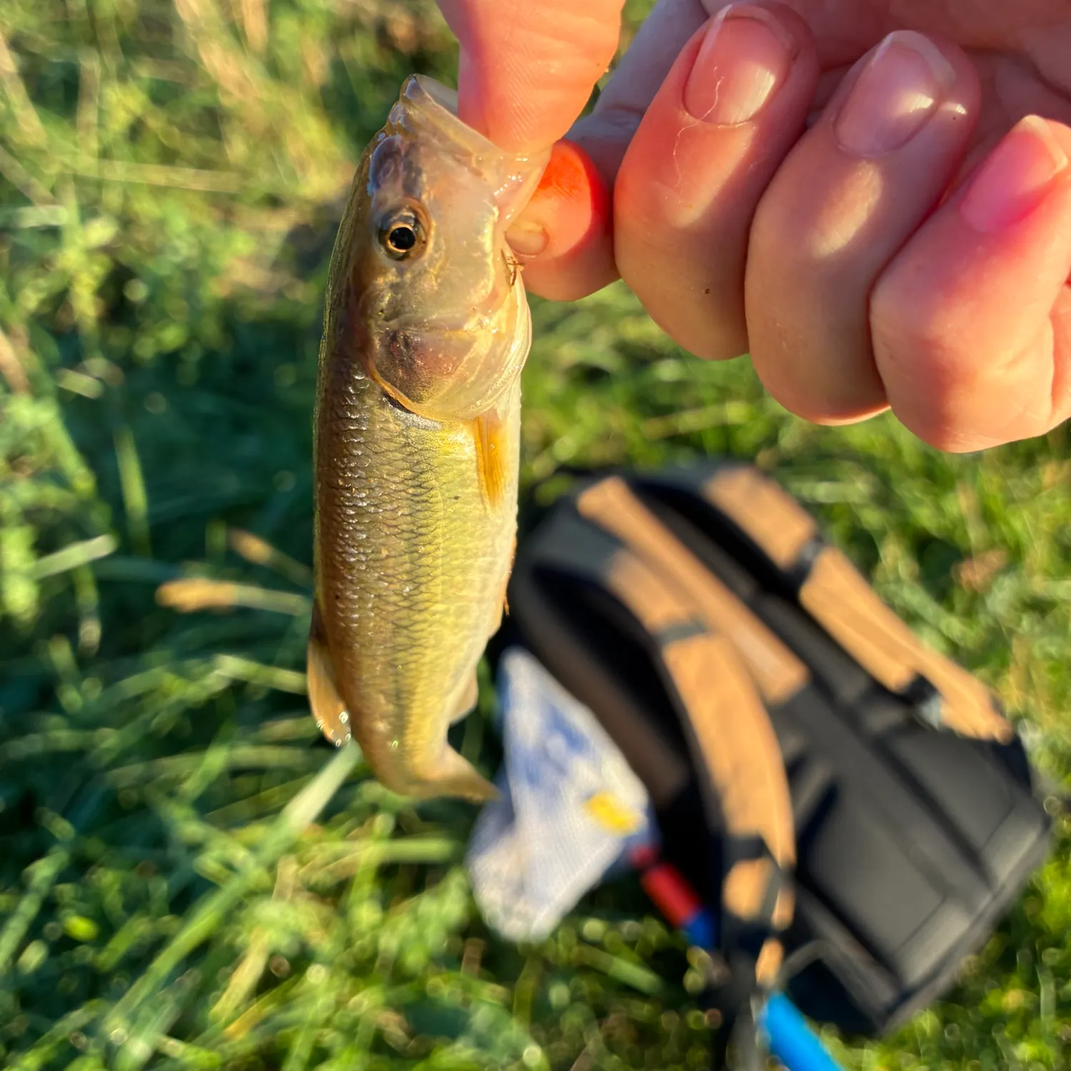 Creek chub caught on Fishbrain
