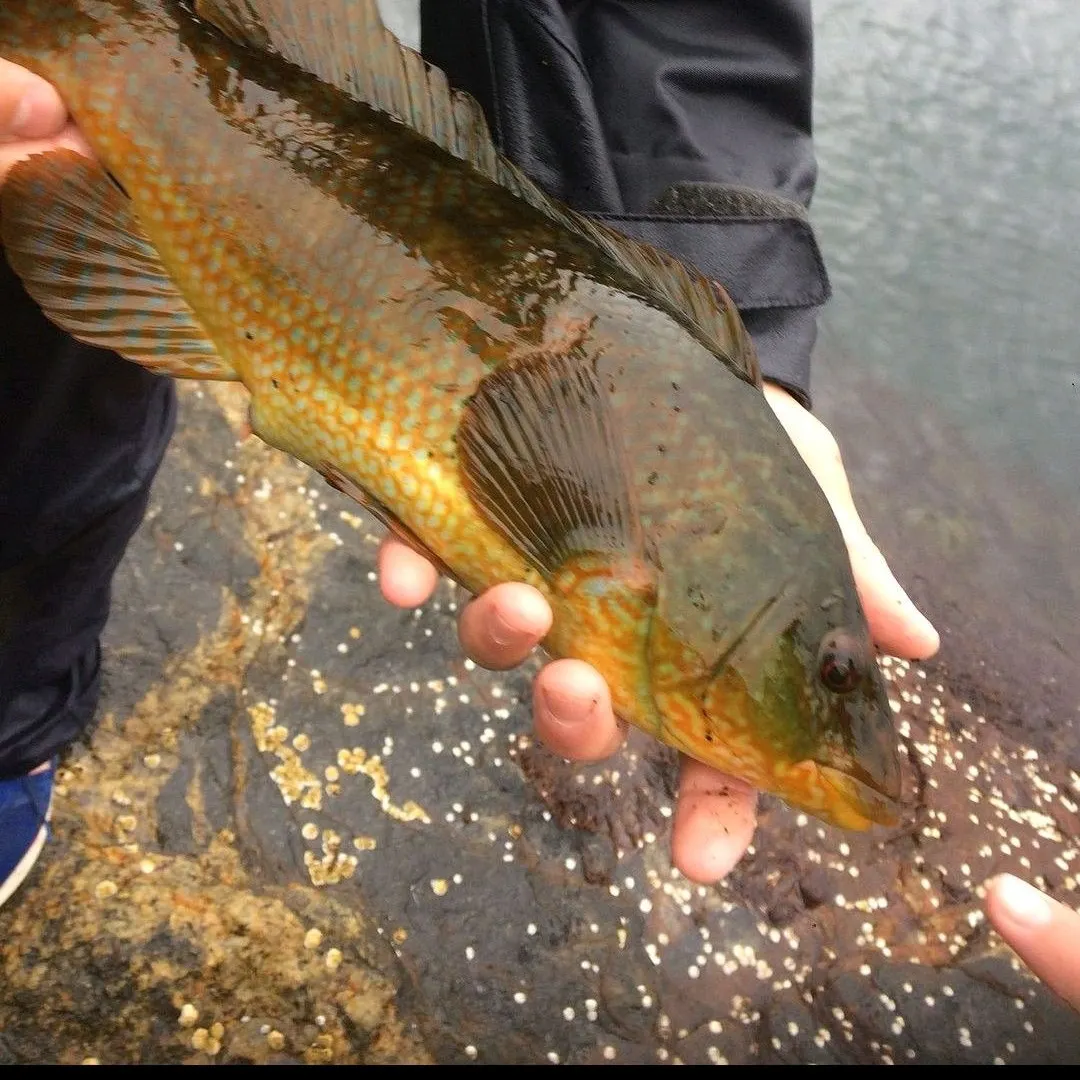 The most recent Ballan wrasse catches on Fishbrain